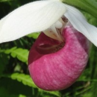 Showy Pink Lady-Slipper Orchids