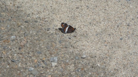 A White Admiral butterfly - just one of dozens on the road today