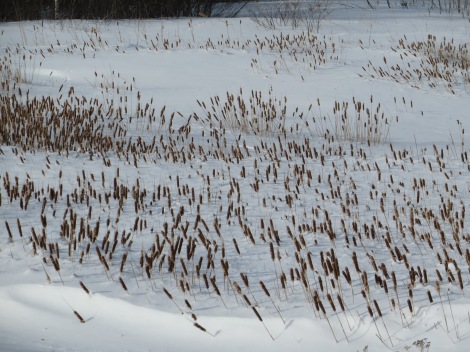 I loved the pattern of these marsh plants in the snow